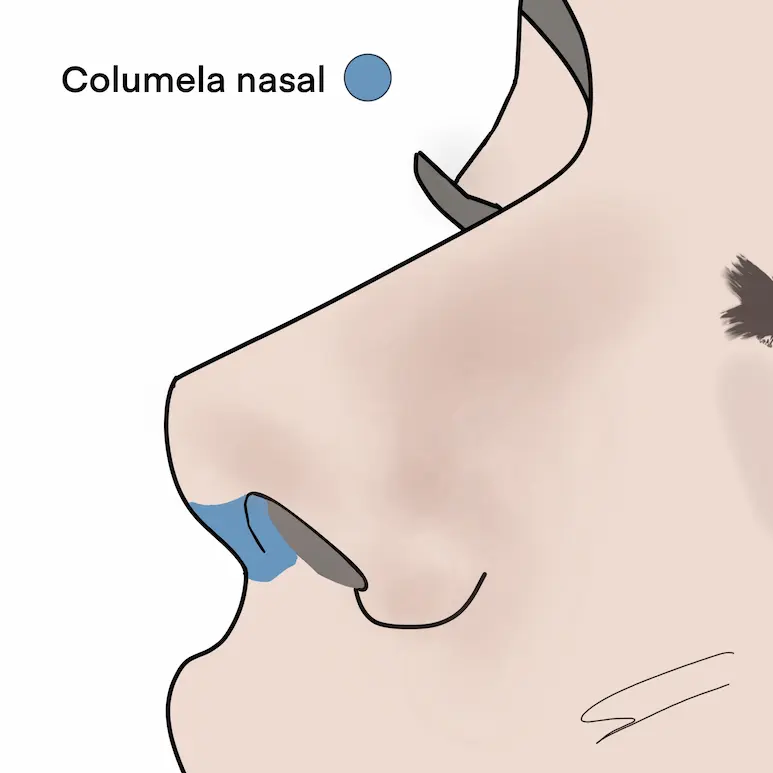 columela nasal