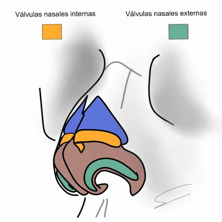 valvula nasal