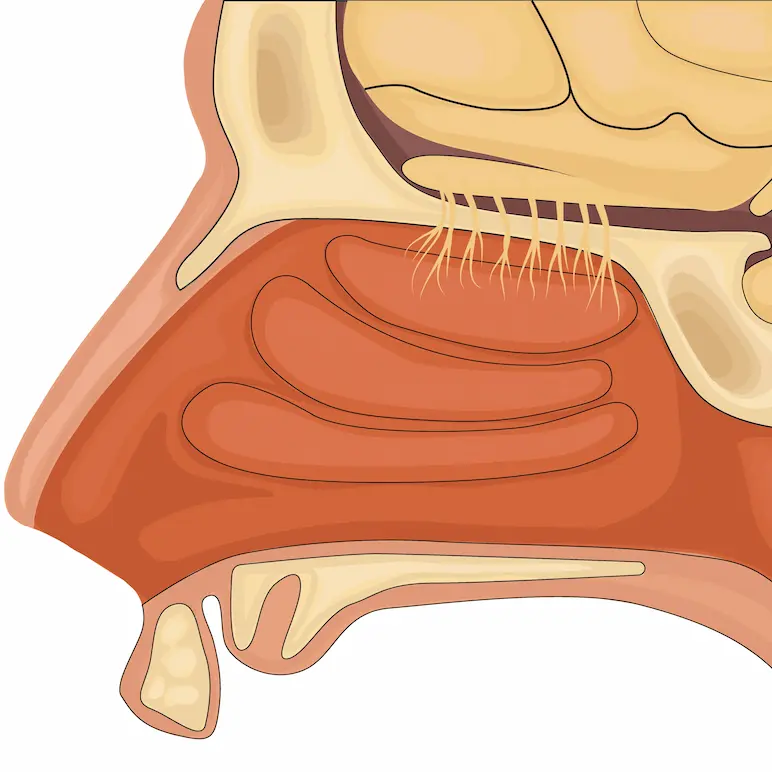 fosas nasales